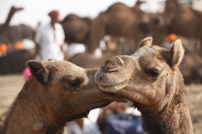 close up photo of two camels