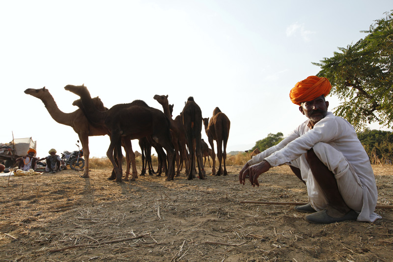 rural man sitting with camels 