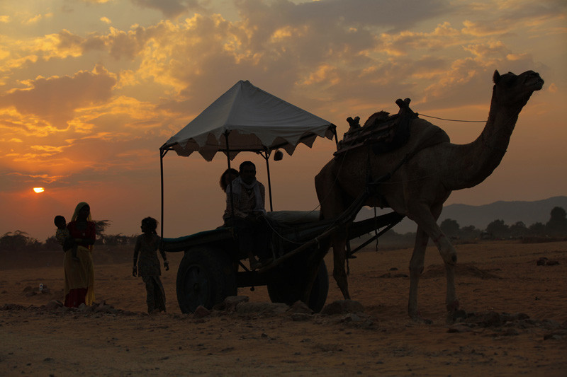 villagers with camel at pushkar mela 