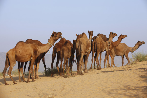 group of camels at pushkar mela 