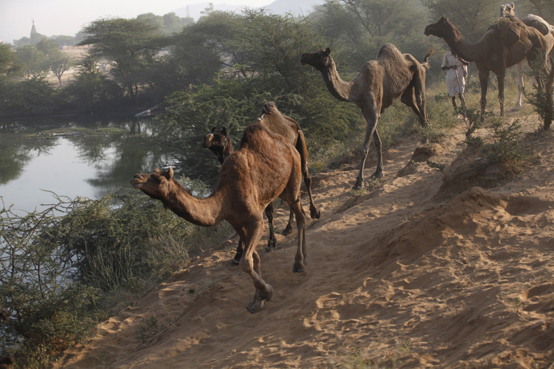 camels running in desert