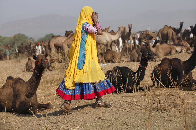 rajasthani woman passing by a group of camels