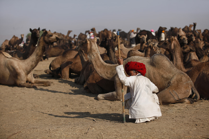 rural men with camels at pushkar mela 