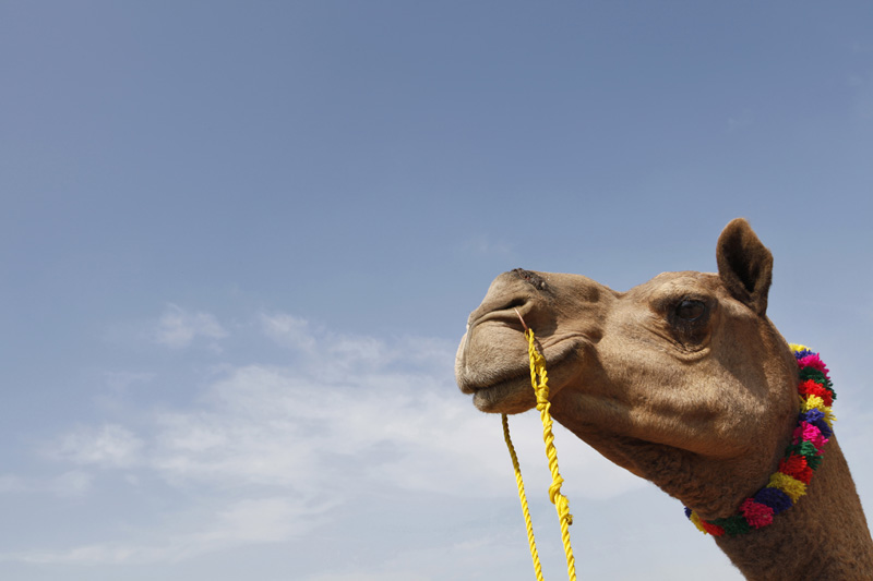 shot of a camel at pushkar with copy space for advertising purposes 