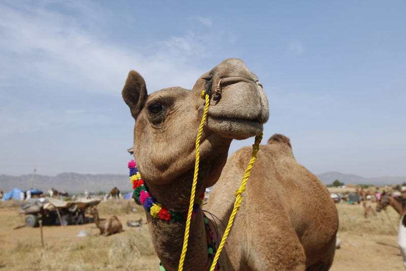 close up of camel at pushkar camel mela 