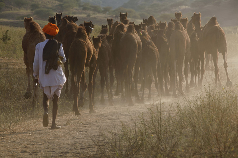 villager grazing camels at pushkar,rajasthan