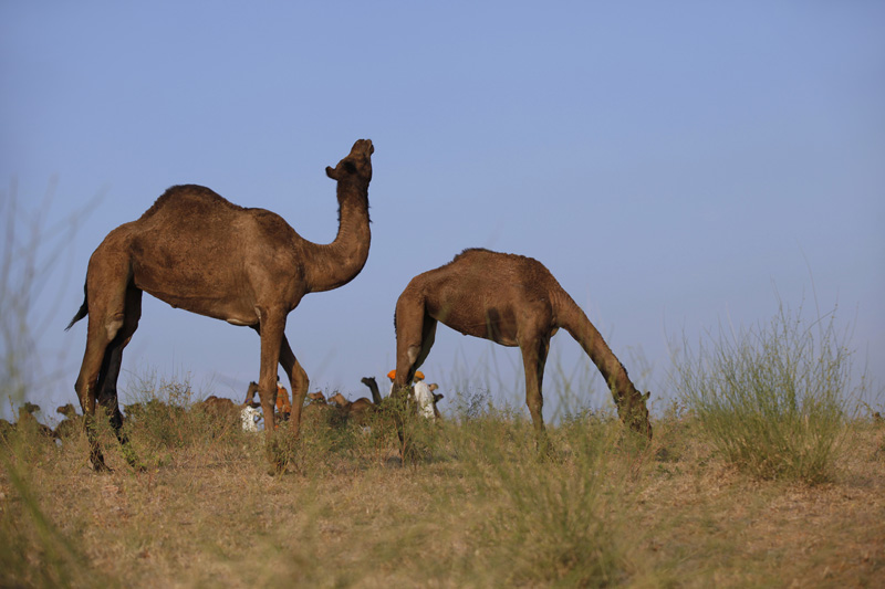 camels grazing at pushkar,rajasthan