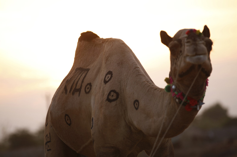 camel pictured at puskar camel mela,rajasthan