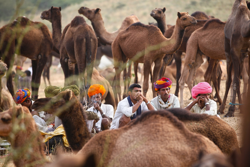 villagers surrounded by camels 