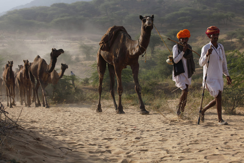 herders rearing camels at the village of rajasthan 
