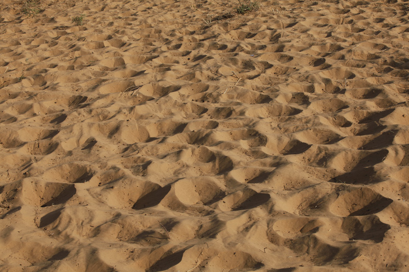 close up view of desert sand in rajasthan