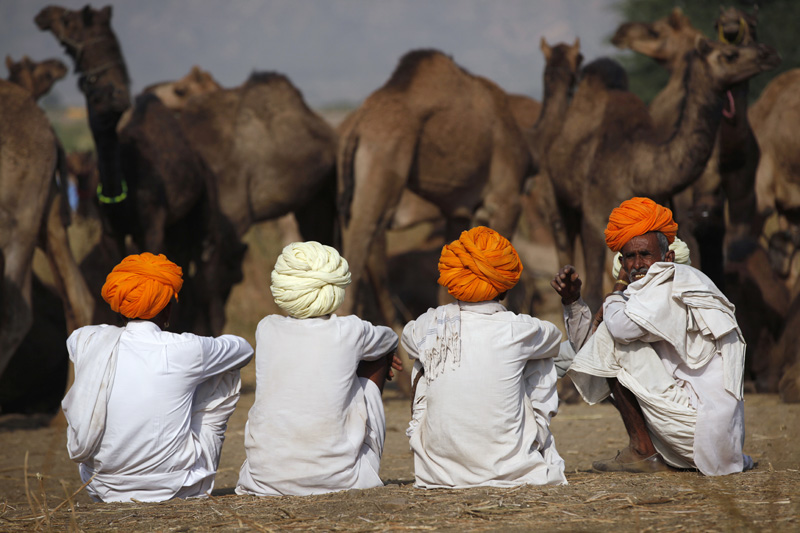villagers with camels at pushkar mela,rajasthan