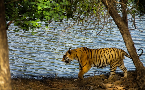 Tiger roaming near water