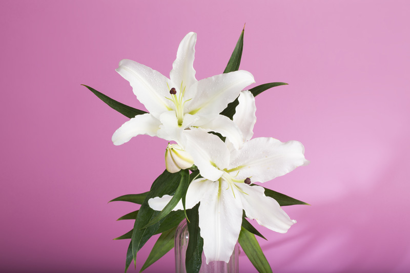 fresh white lilies isolated on a pink background