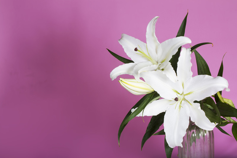 fresh white lilies isolated on a pink background