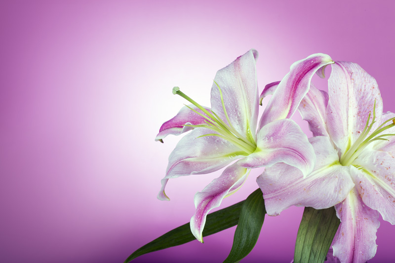 fresh pink lilies isolated on a pink background