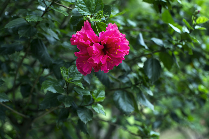 blooming pink flower in the park