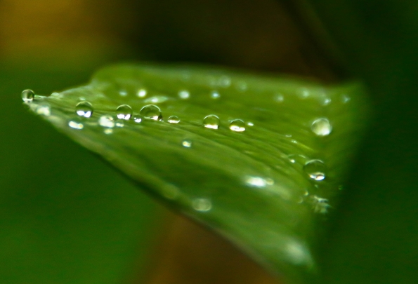 Droplets on leaf...