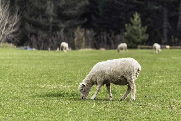 sheep grazing on field 