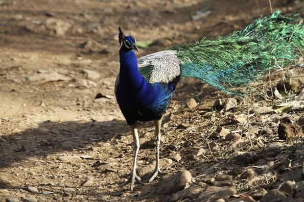 peacock walking 
