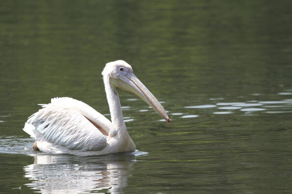 pelican floating in water