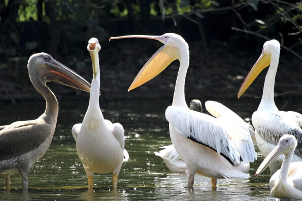 pelicans floating in water 
