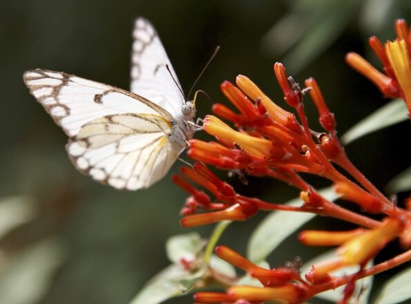 white butterfly feeding on flower