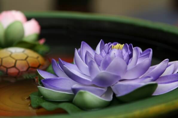 Floating Lotus Flowers