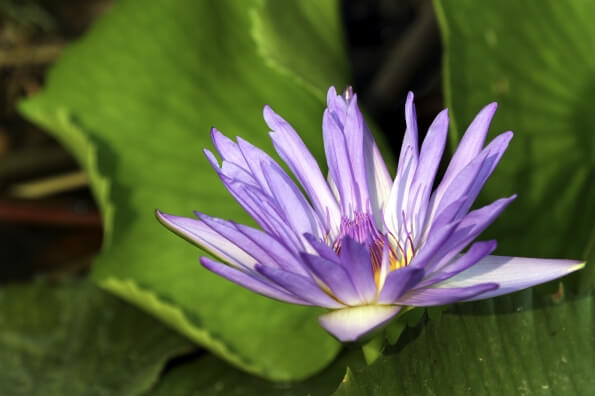beautiful purple lotus