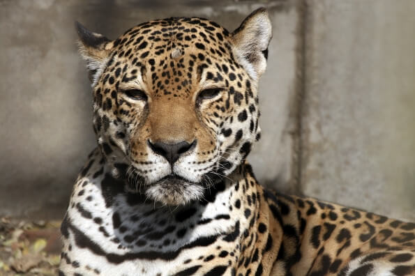 leopard sitting in a zoo 
