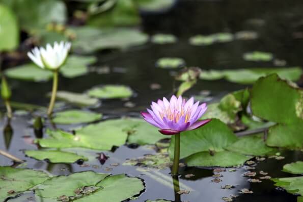 lotus flower blooming in pond