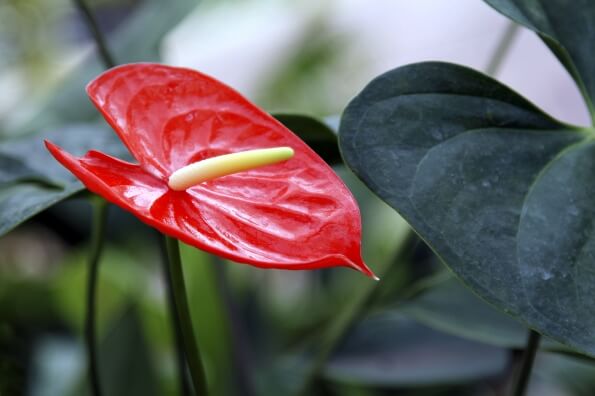 red anthurium plant 