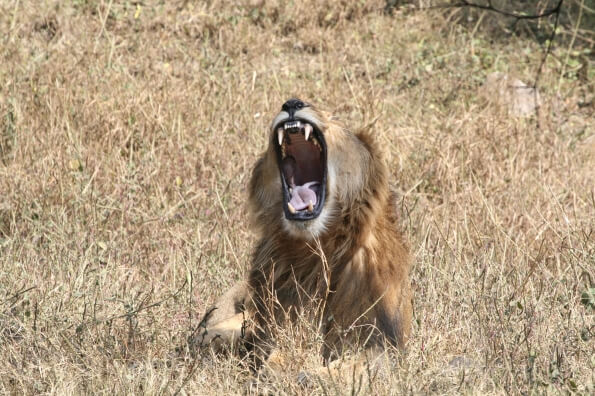 lion roaring in jungle 