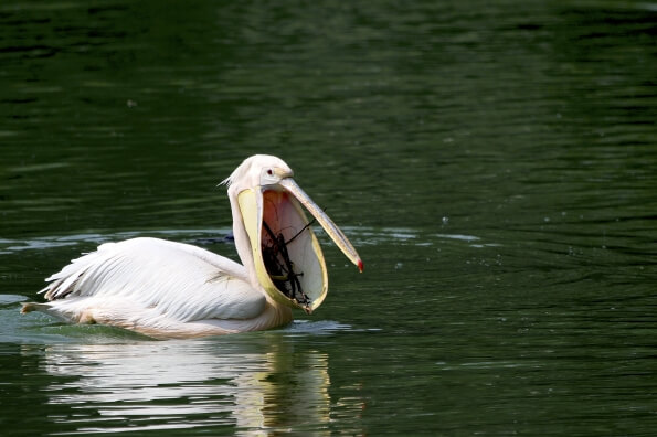 pelican floating in water 