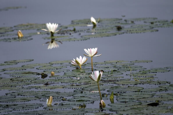 lotus flowers blooming in pond