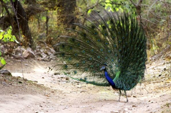 peacock with feathers open 