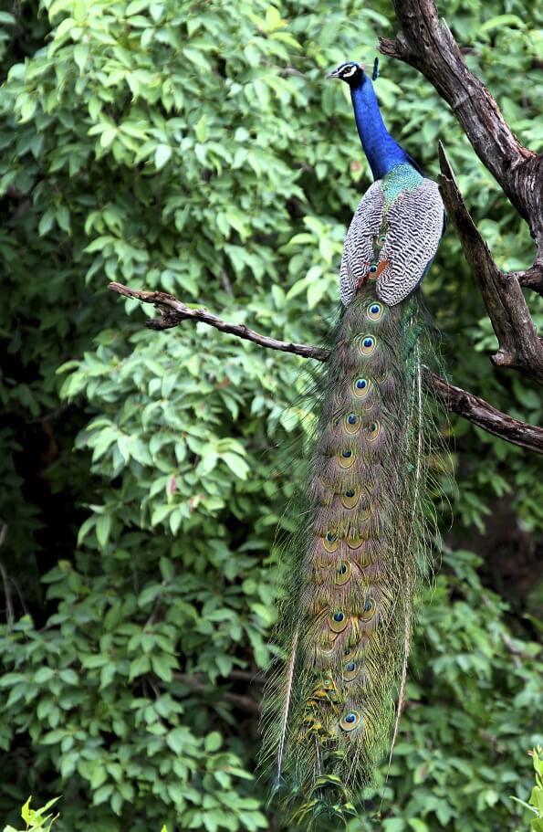 peacock sitting on a tree