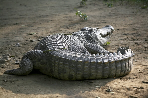 crocodile in zoo