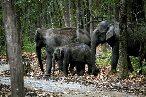 group of elephants 