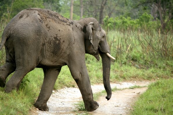 elephant in jungle 