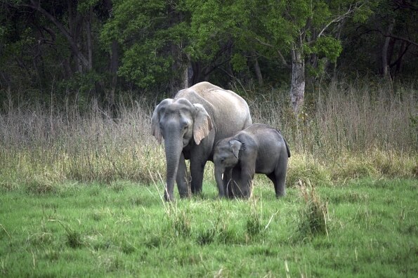 elephant and calf 