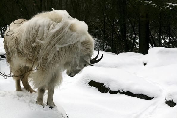mountain goat grazing in snow