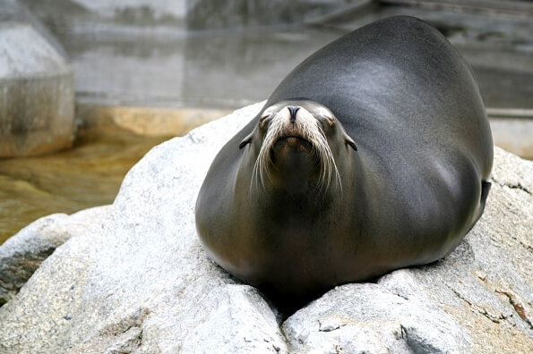 sea seal resting on rock by the shore