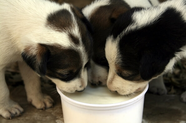 group of puppies drinking milk