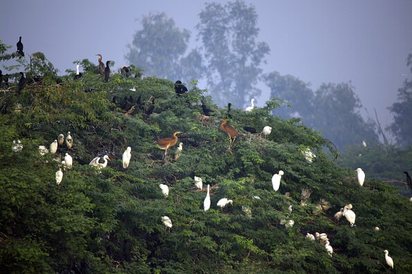 flock of cranes sitting on trees