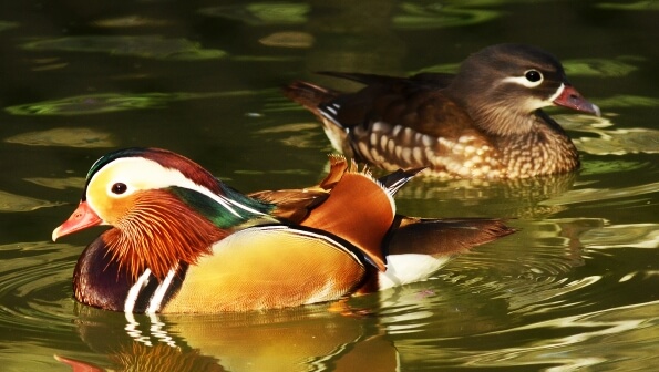 Mandarin Duck(Male and female)