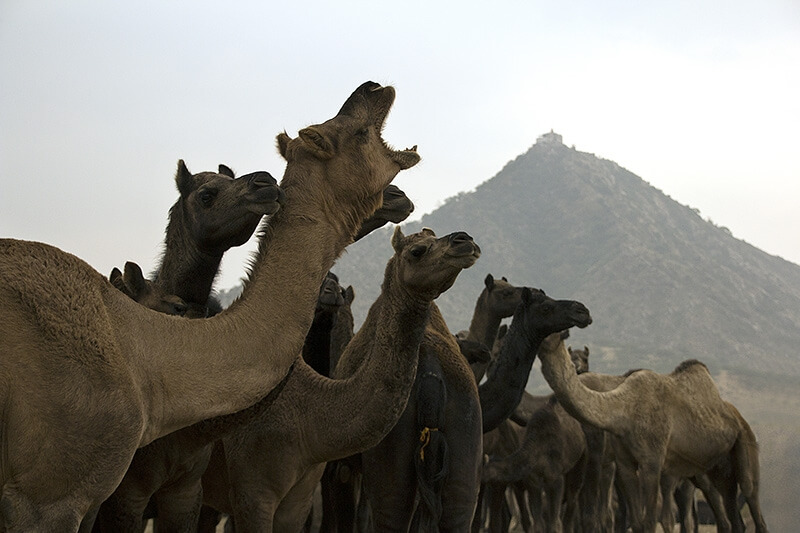 camels at the pushkar came fair