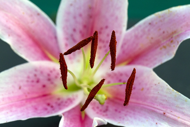 Lily stargazer