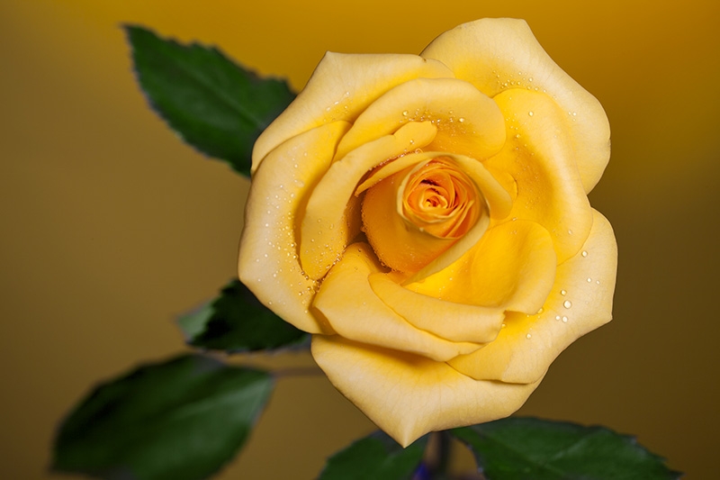 Close up on rose flower