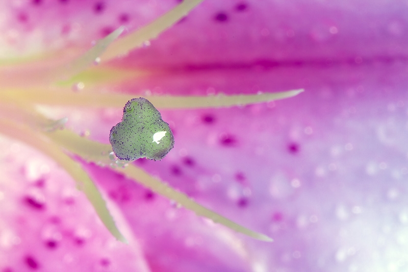  Closeup lily stargazer